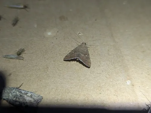 Eight-spot Moth