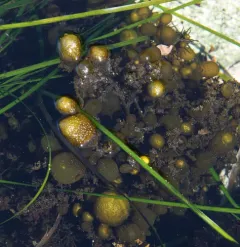 studded sea balloon thumbnail 3