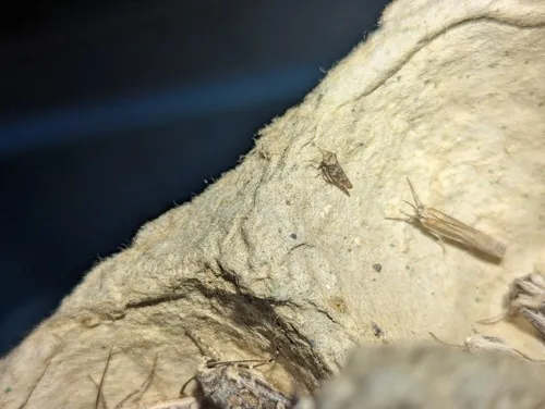 Paraphlepsius collitus