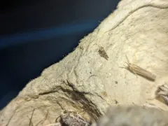 Paraphlepsius collitus thumbnail 1