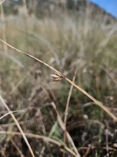 Nevada bulrush thumbnail 2