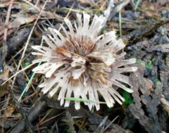 Thelephora caryophyllea thumbnail 4