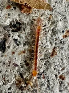 Garden Lithobius thumbnail 3