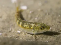 Cigar Minnow thumbnail 2
