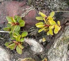 Arctic Willow thumbnail 2