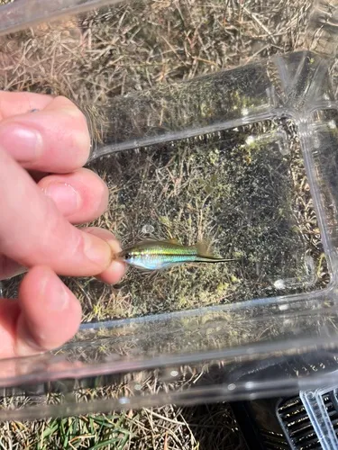 Green Swordtail
