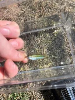 Green Swordtail thumbnail 1