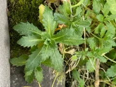 Alpine Rock-cress thumbnail 1