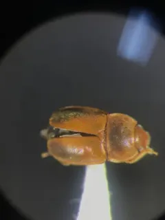 Epuraea terminalis thumbnail 4