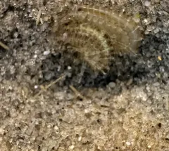 Gammarus mucronatus thumbnail 2