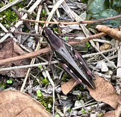Northern Spur-throat Grasshopper thumbnail 4