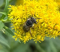Spine-shouldered Cellophane Bee thumbnail 2