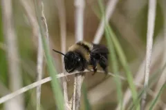 Black-banded Mining Bee thumbnail 1