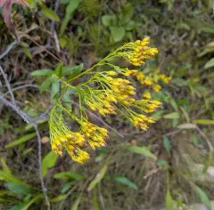Ohio Goldenrod thumbnail 2