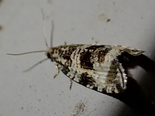 Common Marble