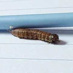 Pine Webworm Moth thumbnail 2