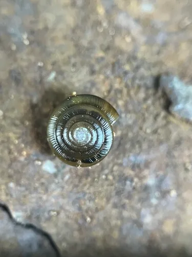 Crowned Tightcoil