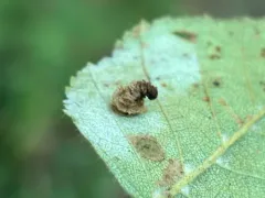 Coleophora persimplexella thumbnail 2