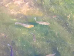 Sailfin Molly thumbnail 1
