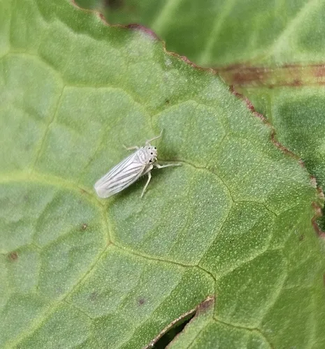 Plesiommata tripunctata