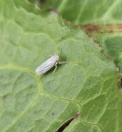 Plesiommata tripunctata thumbnail 1