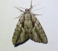 Mourning Underwing thumbnail 2