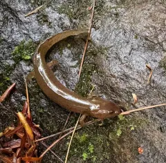 Spring Salamander thumbnail 3