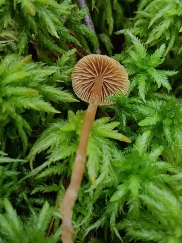 Galerina sphagnicola