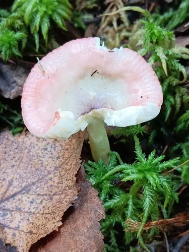 Russula gracilis