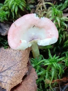 Russula gracilis thumbnail 1