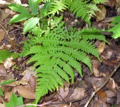 broad beech fern thumbnail 3