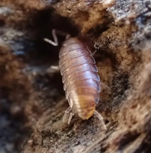 Western Saltmarsh Woodlouse