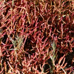 Common Glasswort thumbnail 3