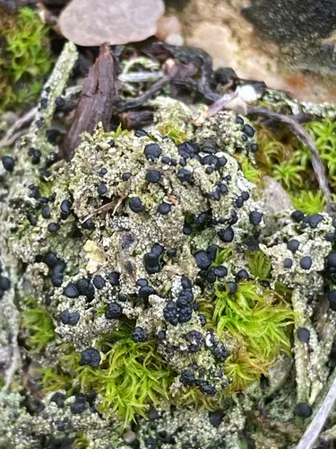 Toniniopsis bagliettoana