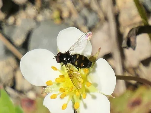Four-spotted Pipiza