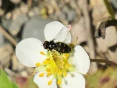Four-spotted Pipiza thumbnail 1