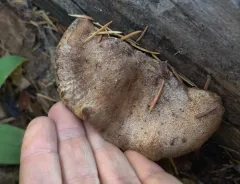 Amylocystis lapponica thumbnail 2