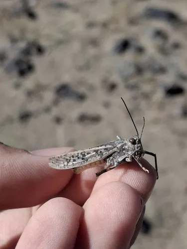 Trimerotropis barnumi