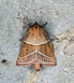 Fingered Lemmeria Moth thumbnail 1