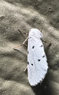 Grotella sampita thumbnail 2