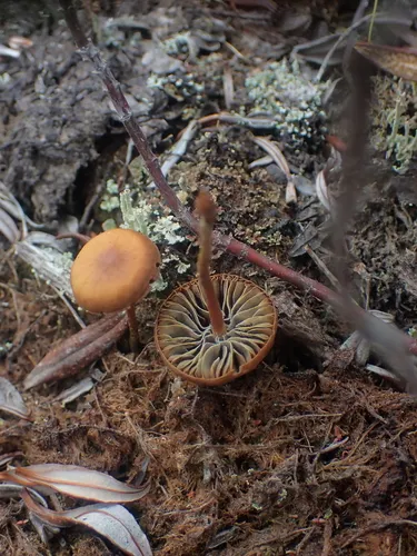 Mythicomyces corneipes