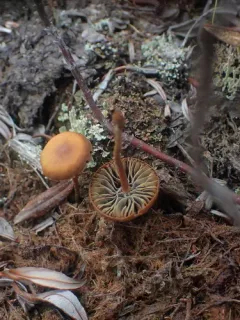 Mythicomyces corneipes thumbnail 1
