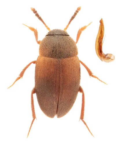 Sciodrepoides watsoni
