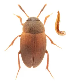 Sciodrepoides watsoni thumbnail 1