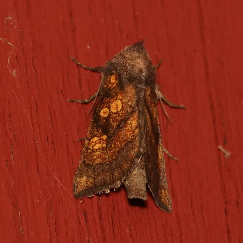 Aster Borer Moth