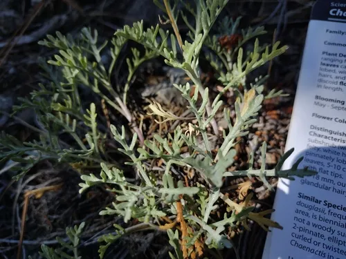 Shasta Pincushion