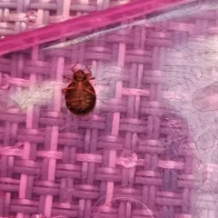 Common Bed Bug thumbnail 2