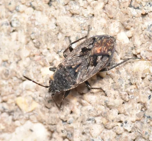 Sphragisticus nebulosus