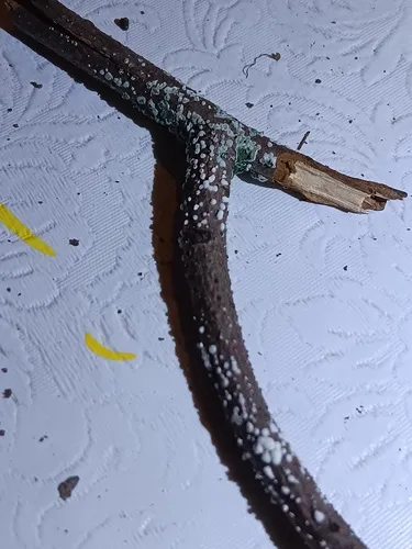 Trichoderma atroviride
