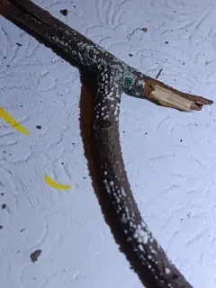 Trichoderma atroviride thumbnail 1